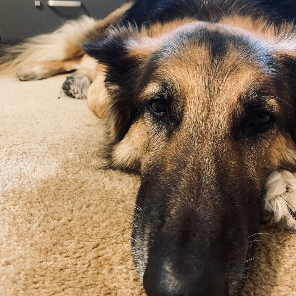 Meet your Posher, William